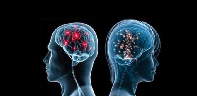 cervello dell'uomo e della donna